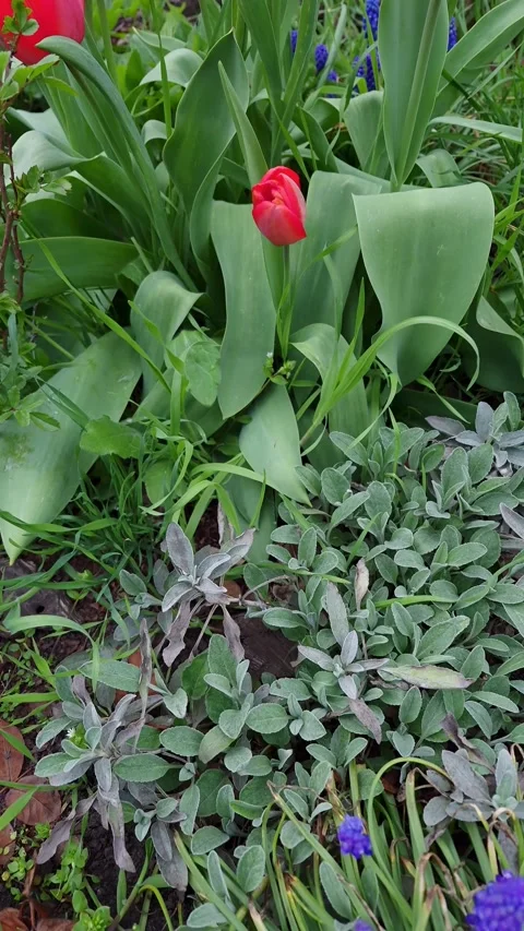 Vibrant spring garden bed bursting with red tulips and blue grape muscari Stock Footage 333582995
