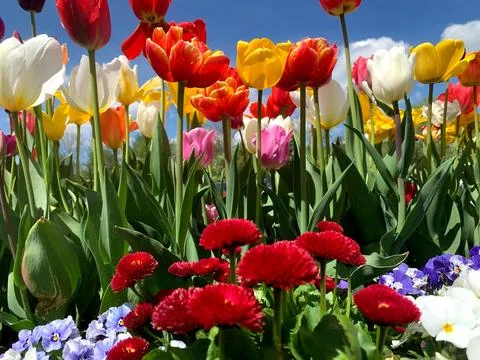 A vibrant spring garden is filled with blooming tulips in various colors, sur Stock-Fotos