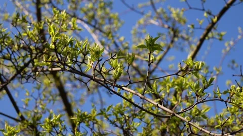 Vibrant Spring Leaves Sprouting on Tree Branches Against Sky Stock Footage 270185535