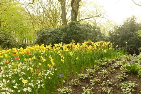 Vibrant spring scene showcasing meadow with abundant blooming daffodils and.. Stock Photos