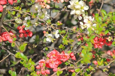 A vibrant spring shrub with delicate white and red flowering quince blossom.. Stock Photos