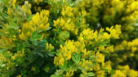 Vibrant Springtime Yellow Blossoms for Easter Stock Footage 273857230