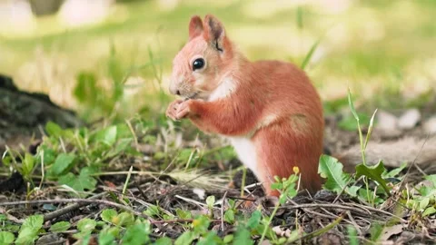A vibrant squirrel can be seen actively foraging on the ground in a lush green Video stock 316310885