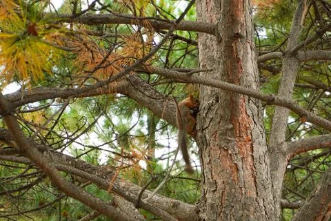 A vibrant squirrel Stock Photos