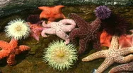 Vibrant Starfish And Sea Urchins In Tidal Pool Stock Footage