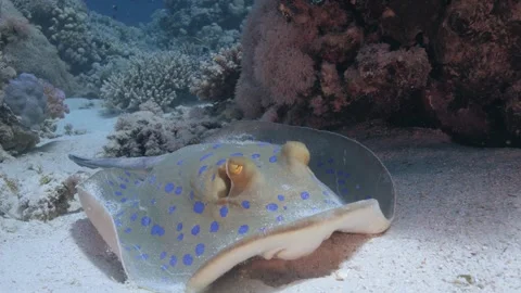 Vibrant Stingray Gliding Over Sandy Seabed Stock Footage 322210898