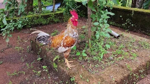 A vibrant, strapping rooster rests peacefully in the backyard of a rural In.. Video stock 313381087