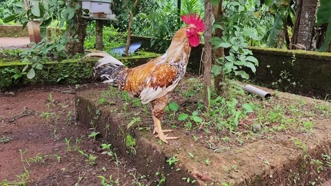 A vibrant, strapping rooster rests peacefully in the backyard of a rural In.. Stock Footage 313381094
