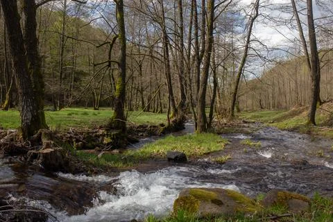 A vibrant stream flows through a lush green forest on a cloudy day, creatin.. Stock Photos
