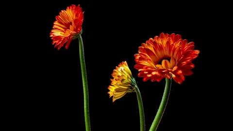 Vibrant studio timelapse of three gerbera daisy flowers in red, orange and... Stock Footage 340116241