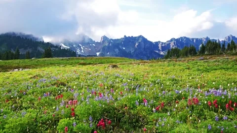 Vibrant Sub-Alpine Meadow Wildflowers Bloom on the Spray Park Trail with the Rug Video stock 332099646