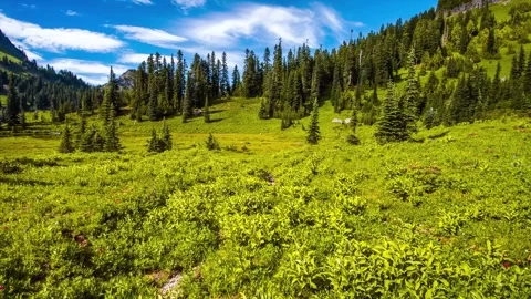 Vibrant Subalpine Meadow and Forest on the Naches Peak Loop Trail in Mount Raini Video stock 332141479