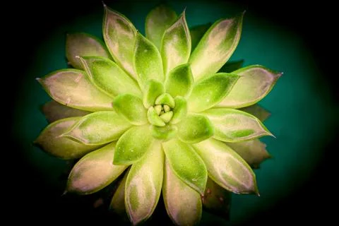 Vibrant succulent showcasing intricate patterns and lush green hues against.. Stock Photos