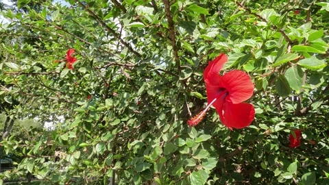 Vibrant Summer Flowers in Full Bloom Stock Footage 286214552