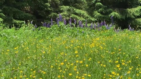 Vibrant Summer Meadow with Yellow and Purple Wildflowers Blooming by a Lush.. Stock Footage 343545113