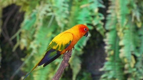 A vibrant Sun Conure (Aratinga solstitialis) with bright orange and yellow 動画素材 317692062