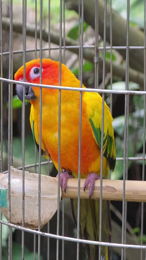 Vibrant Sun Conure Parrot Perched in Wire Cage With Tropical Foliage Background Stock-Footage 333811937