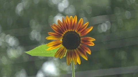 Vibrant sunflower captured in soft sunlight with blurred background Stock Footage 301744305