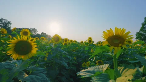 Vibrant Sunflower Field Dolly Left at Akebonoyama Park Chiba Japan on a Sunny Stock Footage 341700429