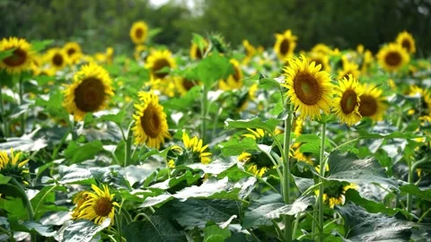 Vibrant Sunflower Field in Full Bloom During a Sunny Summer Day Video stock 342211856