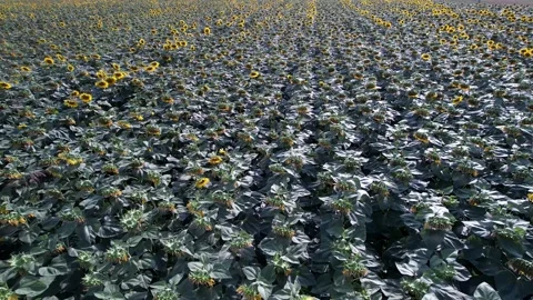 Vibrant Sunflower Field Under Blue Sky Stock Footage 289012099