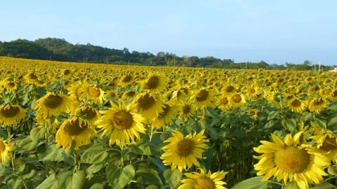 Vibrant Sunflower Field Under Clear Blue Sky During Golden Hour 库存影片 327260754