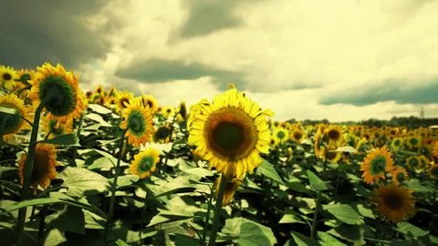 Vibrant sunflower field under a dramatic sky in late afternoon light Illustrazione stock