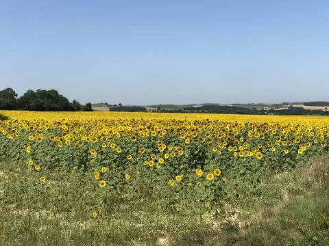 Vibrant Sunflower Fields Stretch Under the Clear Sky at Midday Stock Photos