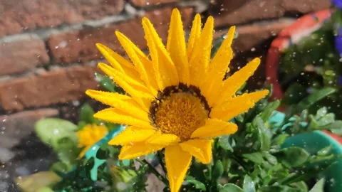 Vibrant Sunflower in Rain 스톡 동영상 338235353