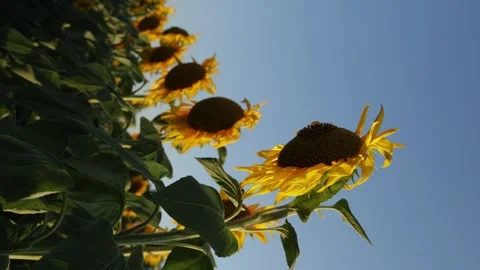 Vibrant sunflowers bloom under a clear blue sky in a field Vidéo 341496743