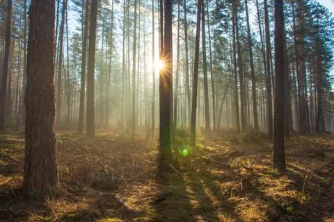 Vibrant sunlight in spring forest Stock Photos