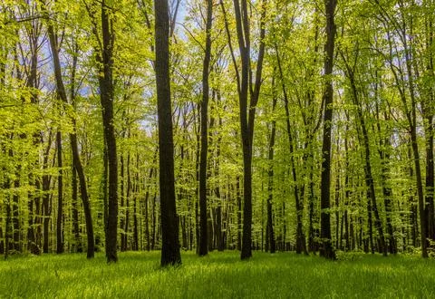 A vibrant, sunlit forest during the spring season Stock Photos