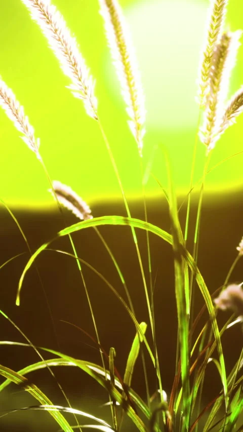 Vibrant sunlit grass swaying gently in an evening breeze in a lush field Vídeos de archivo 327778596