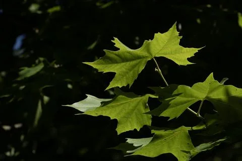 Vibrant Sunlit Green Plane Tree Leaves Stock Photos