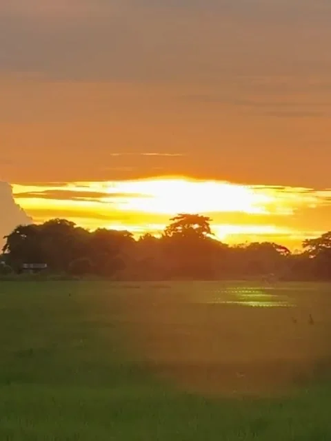 Vibrant Sunset Over Green Rice Field 库存影片 341317693