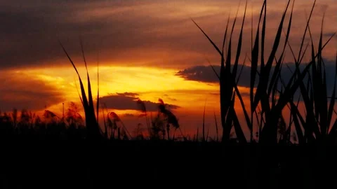 Vibrant Sunset Over Tall Grass Silhouette In A natural Wetland Landscape Stock Footage 341998551