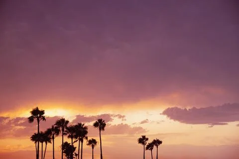 Vibrant sunset sky with dramatic purple and orange tones above a row of palm Stock Photos