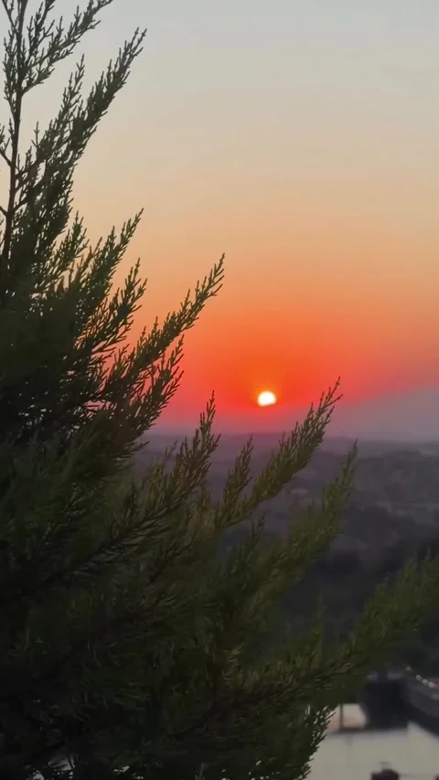 Vibrant Sunset View Framed by Coniferous Tree Silhouette Stock-Footage 339883502