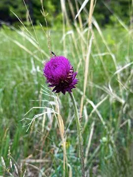 Vibrant Thistle in Field Stock Photos