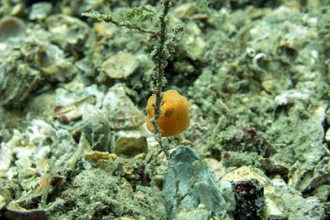 Vibrant Tiny Tot: Macro Underwater View of an Orange Juvenile Boxfish Resting Stock Photos