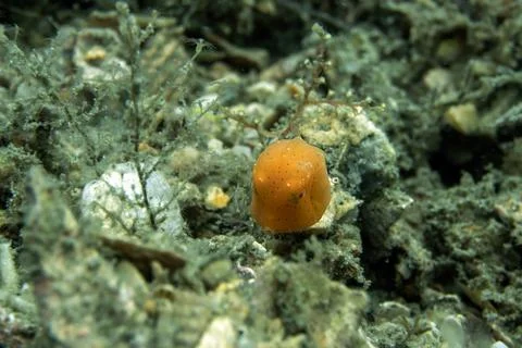 Vibrant Tiny Tot: Macro Underwater View of an Orange Juvenile Boxfish Resting Stock Photos