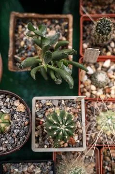 A vibrant top-down shot showcasing an assortment of small potted cacti Stock Photos