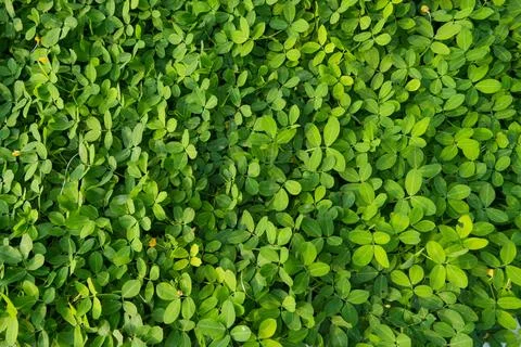 A vibrant, top-down view of a lush ground cover featuring small. Stockfoto's