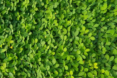 A vibrant, top-down view of a lush ground cover featuring small. 스톡 사진