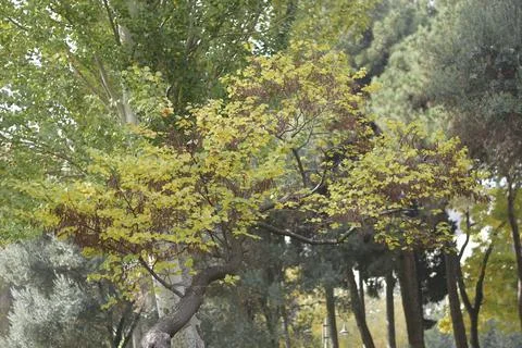 Vibrant Tree Branches in Autumn Stock Photos
