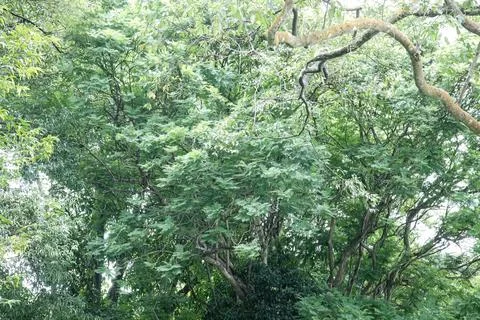 Vibrant tree canopy with lush green leaves overhead Stock Photos