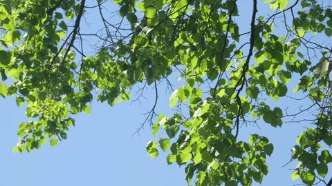 Vibrant tree canopy with lush leaves against clear sky Stock Footage 343822246