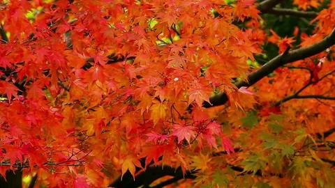 Vibrant Tree  Stock Footage 74150636