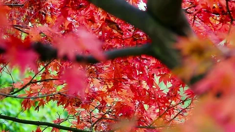 Vibrant Tree Stock Footage 74150689