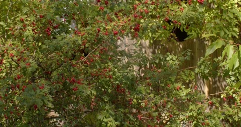A vibrant tree with red berries against green leaves creates beauty Stock Footage 324612227